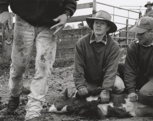 Sandy Sweeney, station-hand, marking down calves on the family property Strathallan outside Braidwood, New South Wales, October 1998 [picture] / Terry Milligan
