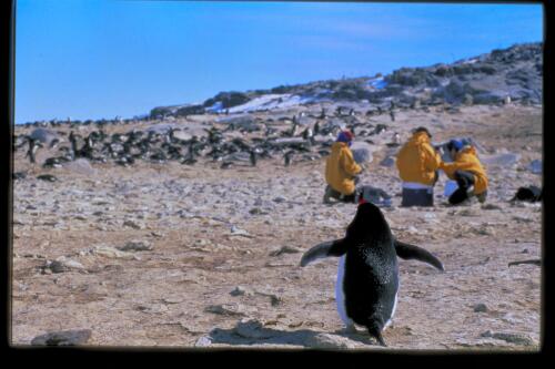 An Adelie penguin looks on as biologists investigating infectious viruses within colonies take samples from another penguin, Davis Station, Antarctica, 25 November 1997 [transparency] / Felicity Jenkins