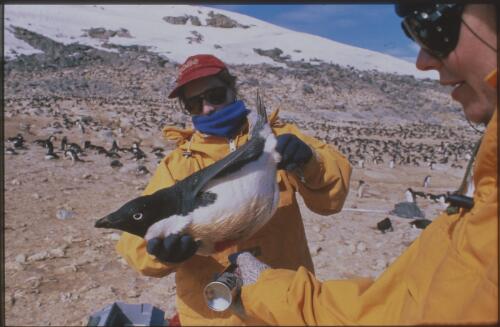 Biologist Maria Clippingdale assists while Lynne Irvine marks an Adelie penguin which has just been tested for evidence infectious viruses, Davis Station, Antarctica, 25 November 1997 [transparency] / Felicity Jenkins
