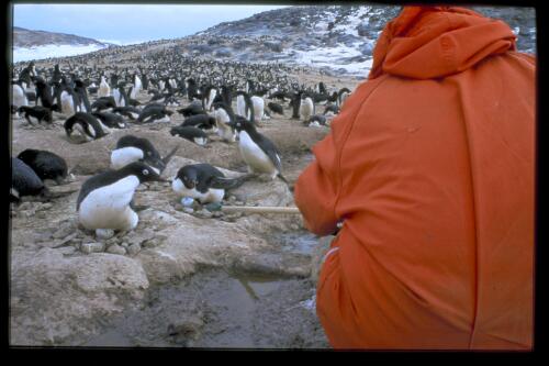 Melissa Giesse removes an artificial egg from beneath an Adelie penguin, Davis Station, Antarctica, 17 November 1997 [transparency] / Felicity Jenkins