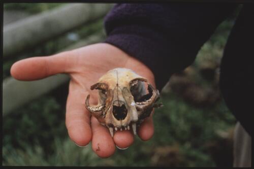 Botanist Justine Shaw holds the skull of a feral cat trapped on sub-Antarctic Macquarie Island, Macquarie Island, Tasmania, 17 January 1998 [transparency] / Felicity Jenkins