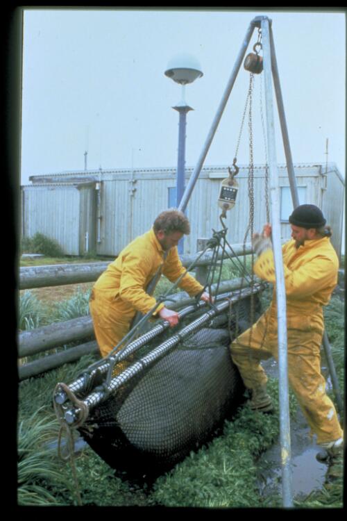 After sedation, Clive McMahon and his assistant weigh a 400 kg female elephant seal to assess how well the cow has been foraging at sea, Macquarie Island, Tasmania, 17 January 1998 [transparency] / Felicity Jenkins