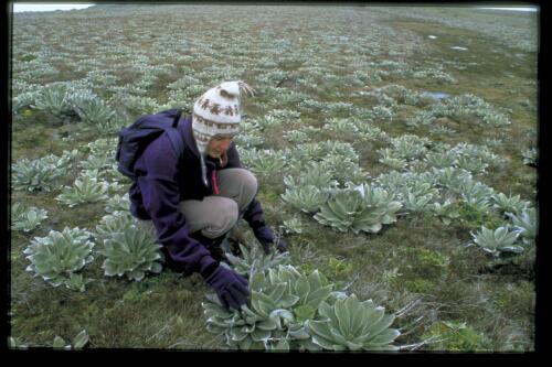Botanist Justine Shaw shows a species of cabbage, possibly to be farmed, growing over North Head, Macquarie Island, Tasmania, 17 January 1998 [transparency] / Felicity Jenkins