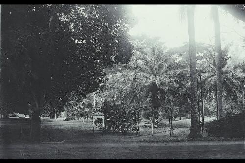 Botanical garden, Rabaul [picture]