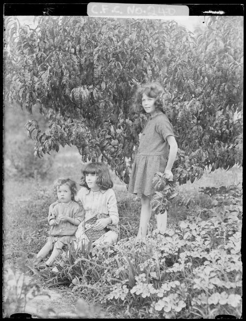 Joan, Jean and Rainbow under an apple tree, Sydney, 1918 [picture] / Harold Cazneux
