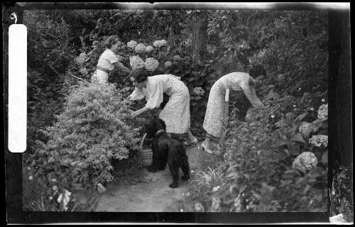 Three of the Cazneaux sisters picking flowers in garden at Ambleside, Roseville, New South Wales, 1935 [picture] / Harold Cazneux
