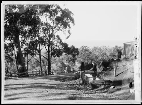 Man leaning against a horse trough on Bulli Pass, Bulli, New South Wales, ca. 1900s [picture] / Harold Cazneaux