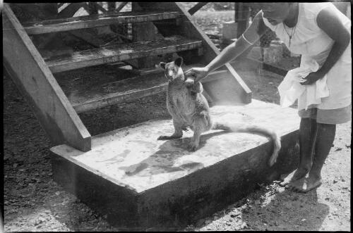 Woman restraining a wallaby on a step, New Guinea, ca. 1929 [picture] / Sarah Chinnery
