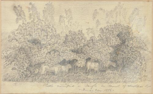 Cattle camped in the bush on the bank of Wickham River, Northern Territory, 25 December 1886 [picture] / RJA