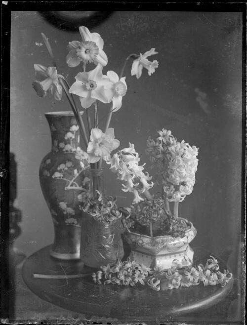 Tall Chinese vase beside a vase of daffodils and hyacinths in low bowl, Melbourne, ca. 1955 [picture] / Sarah Chinnery