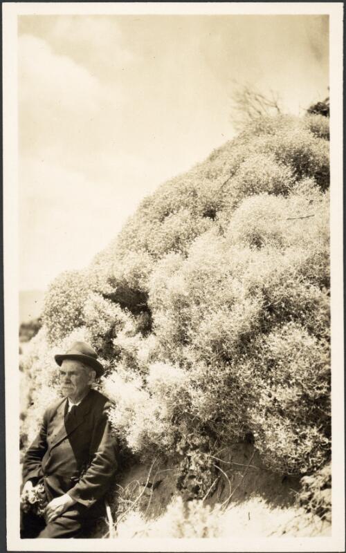 Portrait of Charles Daley senior with a cushion bush (calocephalus brownii) behind him, Wilson's Promontory, Victoria, 1925 [picture]