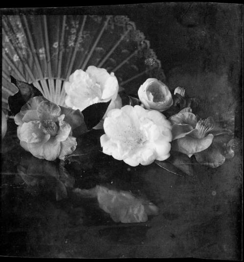 Lace fan behind camellias, Melbourne, ca. 1955 [picture] / Sarah Chinnery