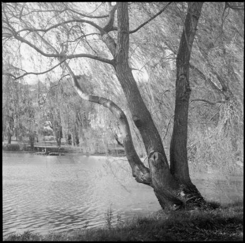 Willow tree beside a pond, Landcox Park, Brighton East, Victoria, ca. 1955, 1 [picture] / Sarah Chinnery