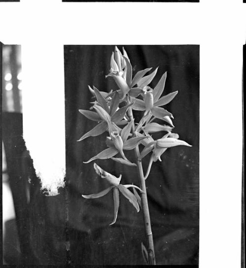 New Guinea orchid, Rabaul, New Guinea, ca. 1936 [picture] / Sarah Chinnery