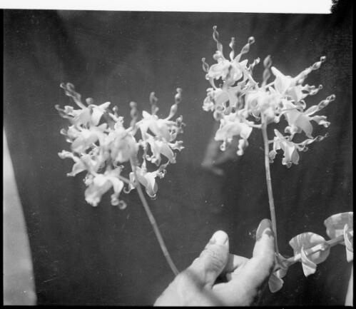 New Guinea orchids on two stems, Rabaul, New Guinea, ca. 1936, 2 [picture] / Sarah Chinnery