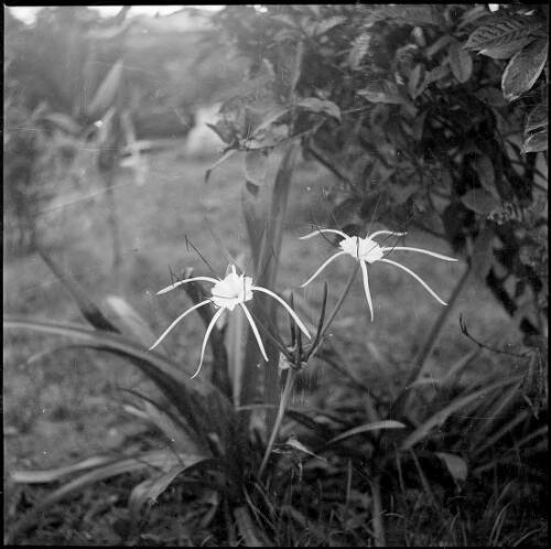 New Guinea flower growing in a clump in a garden, Rabaul, New Guinea, ca. 1936 [picture] / Sarah Chinnery