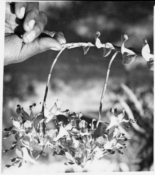 New Guinea flower held in a hand, Rabaul, New Guinea, ca. 1936 [picture] / Sarah Chinnery