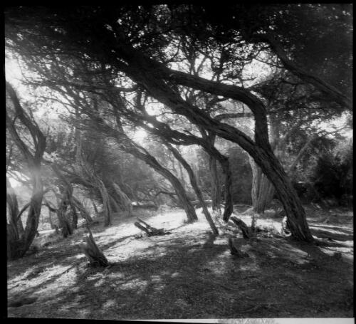 Ti trees, Australia, ca. 1955 [picture] / Sarah Chinnery