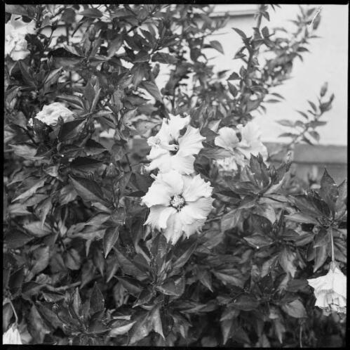 Flowers on a bush, New Guinea, ca. 1936 [picture] / Sarah Chinnery