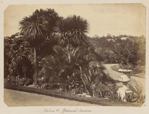 Palms in the Botanical Gardens, Melbourne, Victoria, ca. 1880 [picture]