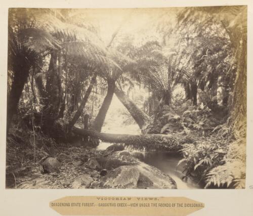 Under the fronds of the Dicksonias, Sassafras Creek, Victoria, ca. 1880 [picture]