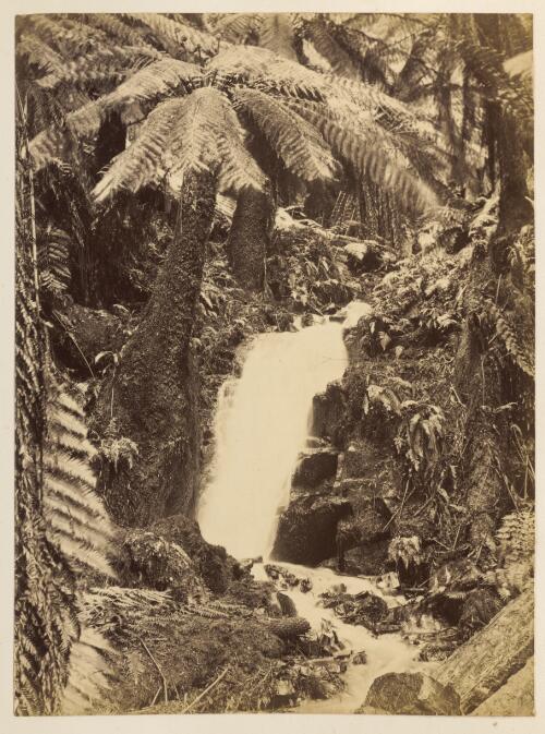 Waterfall under tree ferns in Sassafras Creek [?], Victoria, ca. 1880 [picture]