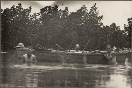 Men swimming after cutting mangrove stakes, Low Islands, Queensland, 1928 [picture]