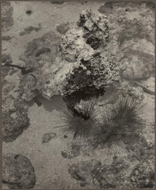 Holothuria afra, Centrechinus sefosus and Hippopus hippopus on the south-east side of the mangrove forest, Low Islands, Queensland, 1928 [picture]