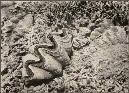 An example of a partially closed Tridacna mucosum and Hipoppus hippopus, Low Islands, Queensland, 1928 [picture]