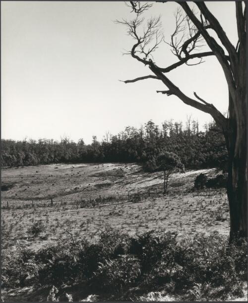 APPM re-aforestation [i.e. re-afforestation] near Burnie, Tas. [picture] / Wolfgang Sievers