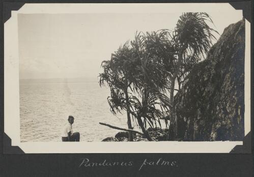 Pandanus palms on Snapper Island, Queensland, ca. 1928 [picture] / Charles Maurice Yonge