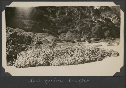 Rock oysters, Snapper Island, Queensland, ca. 1928 [picture] / Charles Maurice Yonge