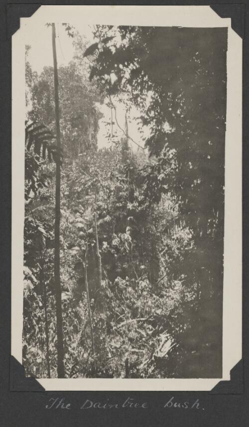 The Daintree bush, Queensland, ca. 1928 [picture] / Charles Maurice Yonge