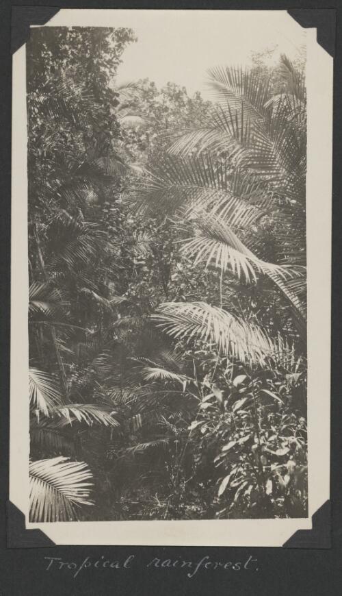 Tropical rainforest, Daintree Region, Queensland, ca. 1928 [picture] / Charles Maurice Yonge
