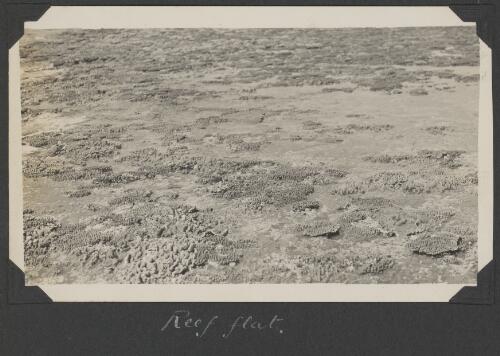 Reef flat, Great Barrier Reef, Queensland, ca. 1928 [picture] / Charles Maurice Yonge