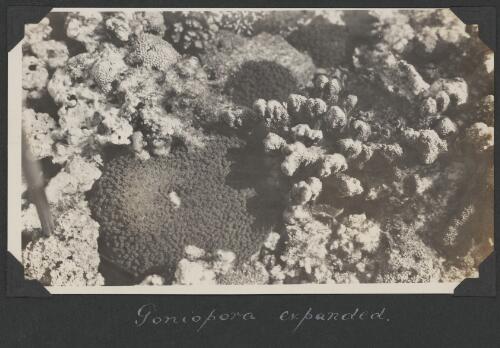 Expanded Goniopora coral, Great Barrier Reef, Queensland, ca. 1928 [picture] / Charles Maurice Yonge