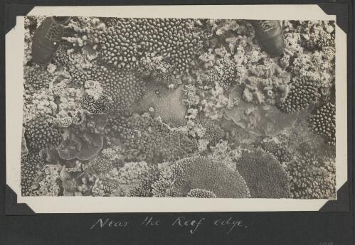 Coral near the reef edge, Great Barrier Reef, Queensland, ca. 1928 [picture] / Charles Maurice Yonge