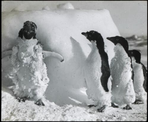 Three lonely strays find a lost brother after a blizzard [Australasian Antarctic Expedition, 1911-1914] [picture] / [Frank Hurley]