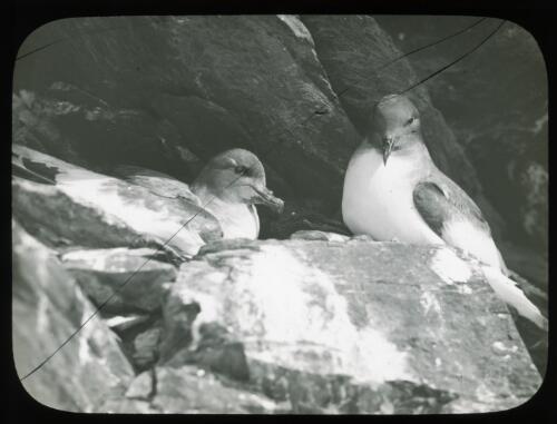 Antarctic petrels on the nest [Australasian Antarctic Expedition, 1911-1914] [picture] / [Frank Hurley]