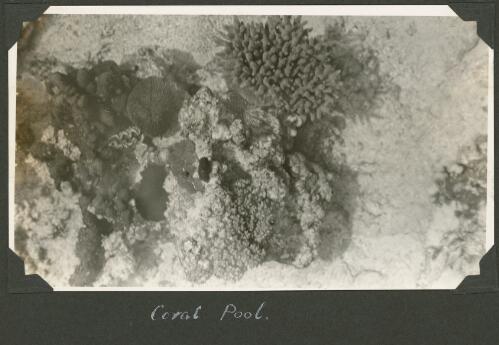Coral pool, Meer Island, Queensland, ca. 1928 [picture] / Charles Maurice Yonge