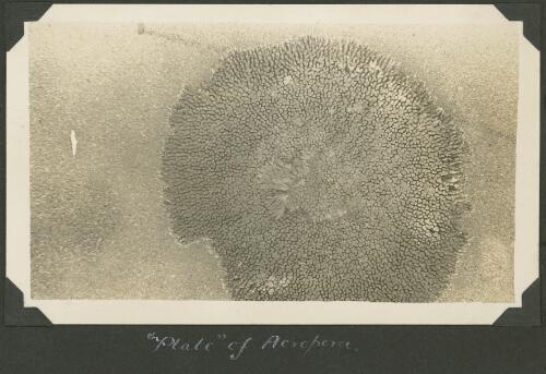 Plate of acropora coral, Meer Island, Queensland, ca. 1928 [2] [picture] / Charles Maurice Yonge