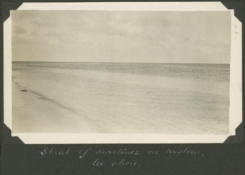 Shoal of sardines on the western lee shore, Meer Island, Queensland, ca. 1928 [picture] / Charles Maurice Yonge
