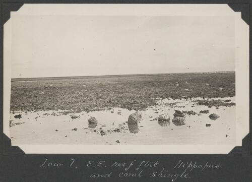 Hippopus and coral shingle on the southeast reef flat, Low Islands, Queensland, ca. 1928 [picture] / C.M. Yonge