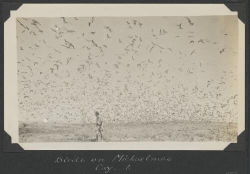 A scientist walks through a flock of birds on Michaelmas Cay, Queensland, ca. 1928 [picture] / C.M. Yonge