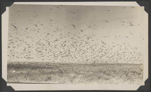 A flock of birds on Michaelmas Cay, Queensland, ca. 1928 [picture] / C.M. Yonge