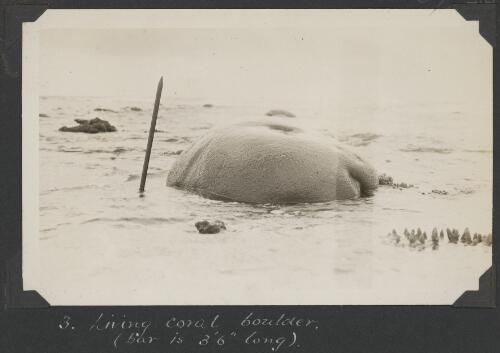 Living coral boulder with a bar 3 foot 6 inches in length alongside, Ruby Reef, Queensland, ca. 1928 [picture] / C.M. Yonge