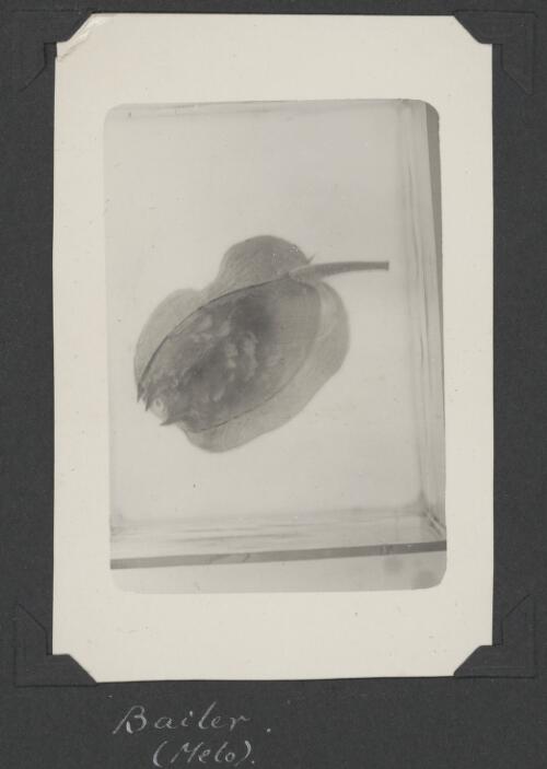 Sea snail specimen, Queensland, ca. 1928 [picture] / C.M. Yonge