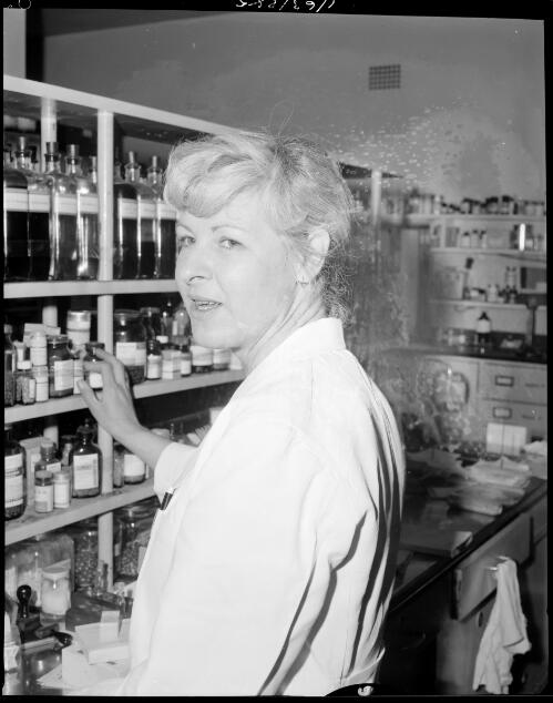 Nurse at St. Vincent's Hospital, Darlinghurst examining a shelf  full of  drugs, 6 November, 1963 [picture] / John Mulligan