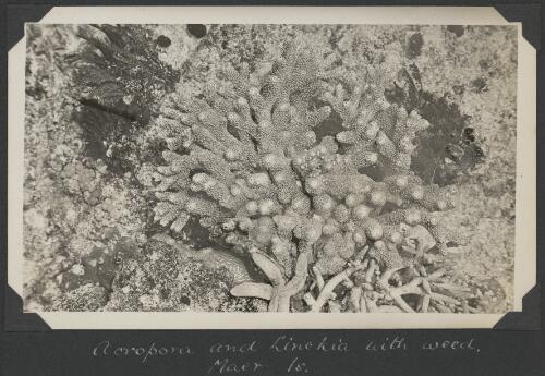 Acropora and linchia with weed, Meer Island, Queensland, ca. 1928 [picture] / C.M. Yonge