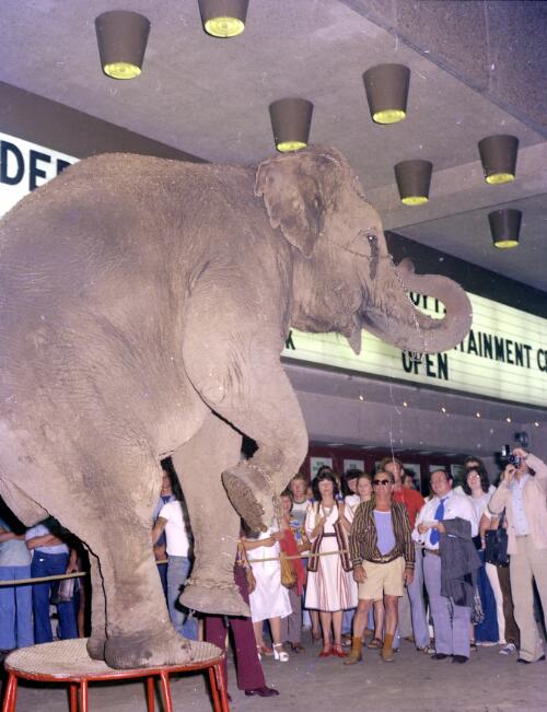 An elephant performing at Opening of Hoyts Entertainment Centre, George Street, Sydney, 1976 [picture] / John Mulligan